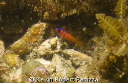Blue Banded Goby in Catalina.
Canon G9 w/ Ikelite Housin... by Kevin Robert Panizza 